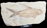 Distinctive Nematonotus Fossil Fish - #9473-2